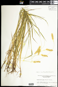 Setaria parviflora image