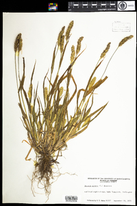 Setaria pumila image