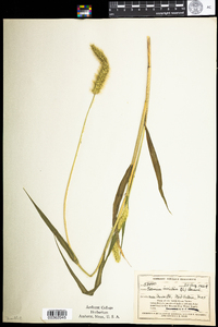 Setaria viridis image