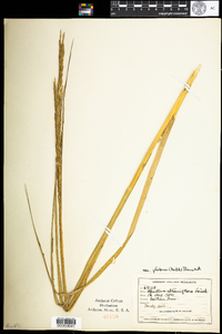 Spartina alterniflora image