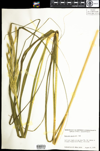 Spartina pectinata image