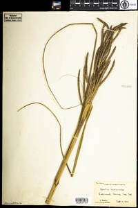 Spartina cynosuroides image