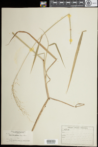 Torreyochloa pallida image