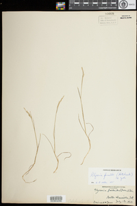 Torreyochloa pallida var. fernaldii image