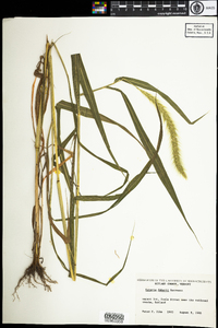 Setaria faberi image