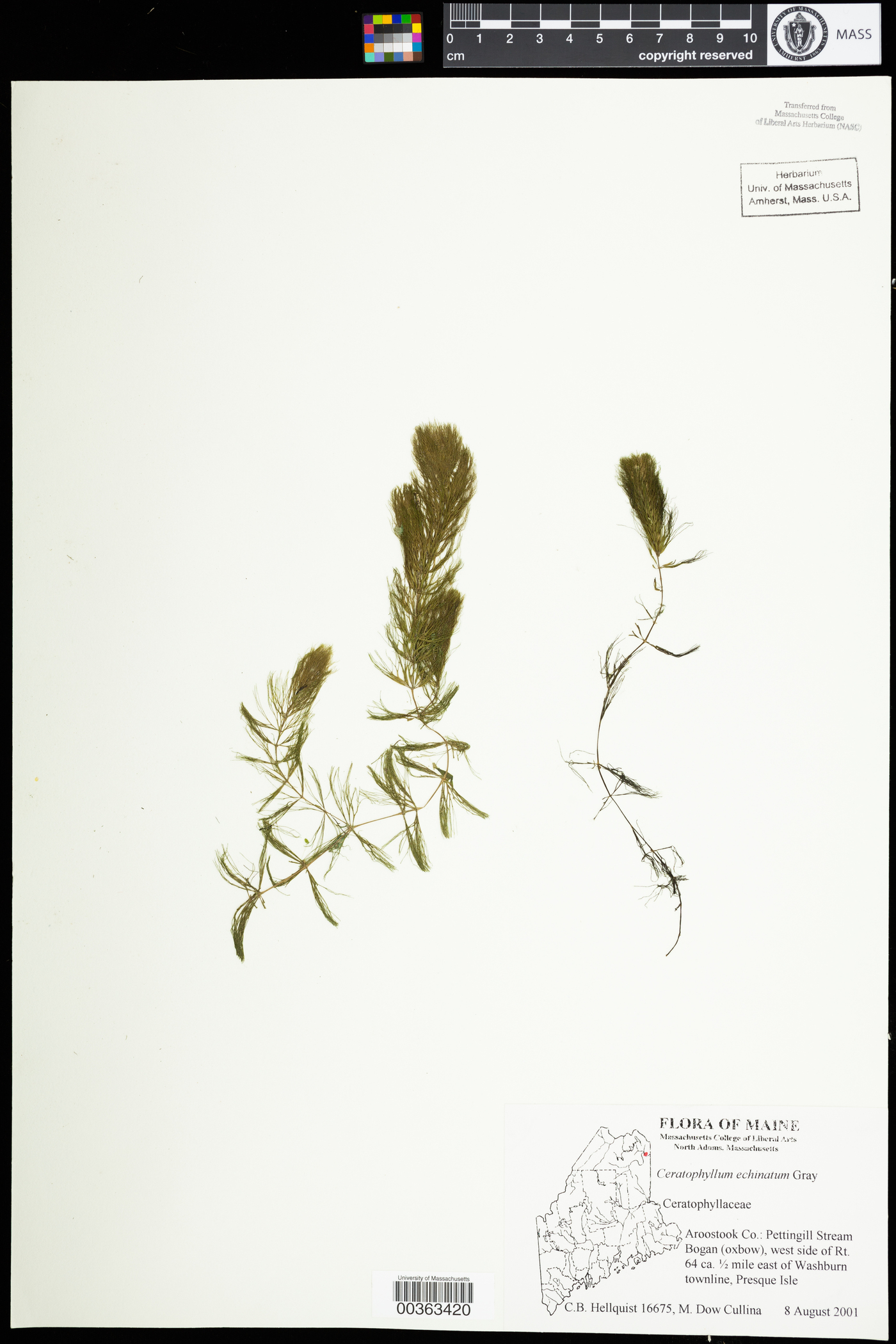 Ceratophyllaceae image