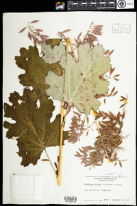 Macleaya cordata image