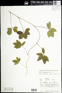 Image of Akebia pentaphylla