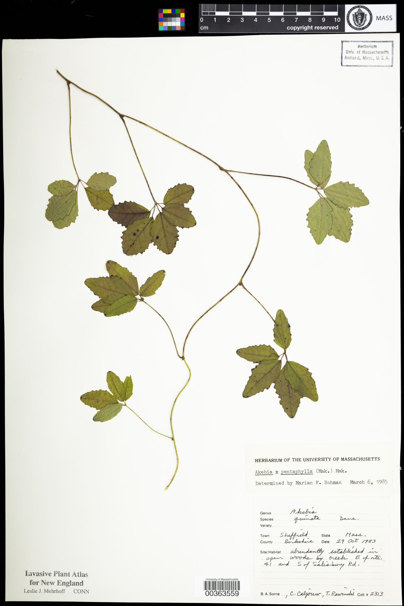 Akebia pentaphylla image