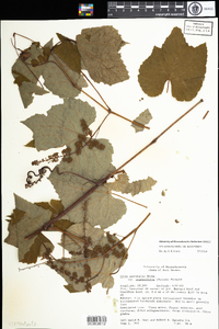 Vitis aestivalis var. bicolor image