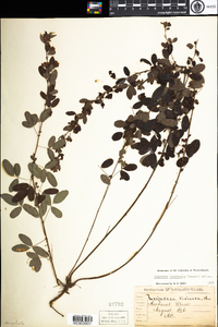 Lespedeza violacea image