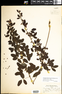 Lespedeza violacea image