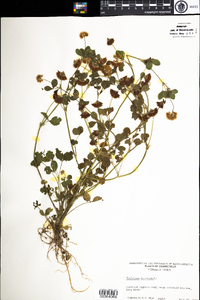 Trifolium hybridum image