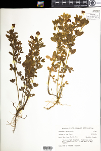 Trifolium aureum image