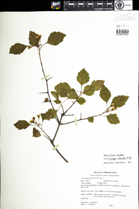 Crataegus intricata image