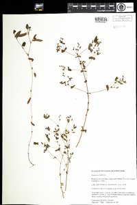 Hypericum mutilum image