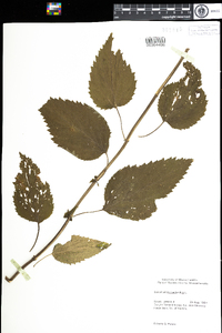 Scrophularia marilandica image