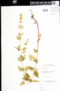 Nepeta cataria image