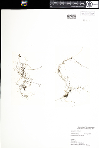 Utricularia gibba image