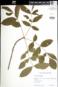 Fraxinus nigra image