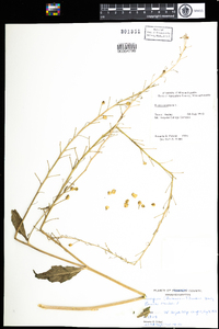 Bunias orientalis image