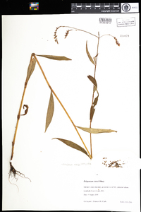 Polygonum careyi image