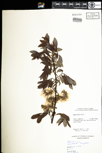 Salix discolor image