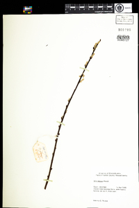 Salix sericea image