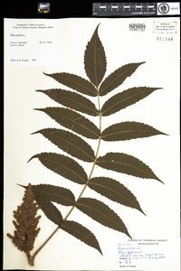 Rhus typhina image