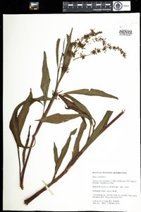 Rumex verticillatus image