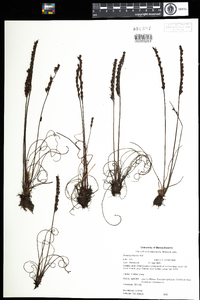 Drosera filiformis image