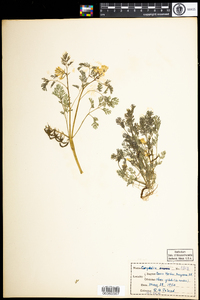 Corydalis flavula image