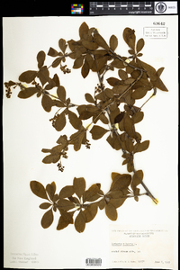 Berberis vulgaris image