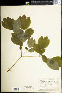 Caulophyllum thalictroides image