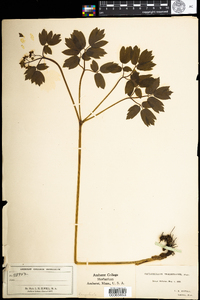 Caulophyllum thalictroides image