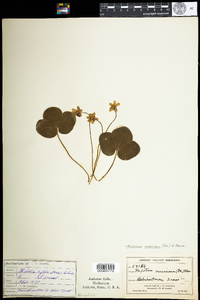 Hepatica nobilis var. obtusa image