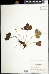 Hepatica nobilis var. obtusa image