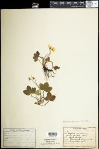 Hepatica nobilis var. obtusa image