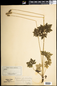 Anemone cylindrica image