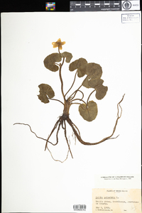 Caltha palustris image