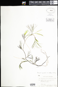 Ranunculus aquatilis image