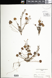 Ranunculus cymbalaria image