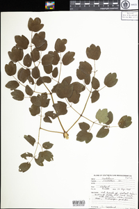 Thalictrum revolutum image