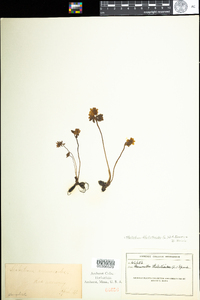 Thalictrum thalictroides image