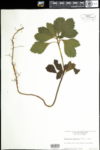 Pachysandra terminalis image