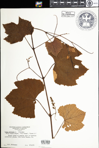 Vitis labrusca image