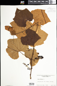 Vitis labrusca image