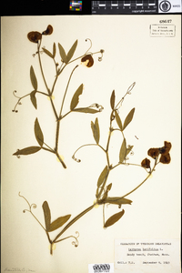 Lathyrus latifolius image