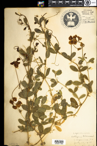 Lathyrus tuberosus image