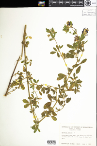 Medicago sativa image